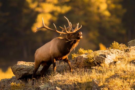 hunting elk